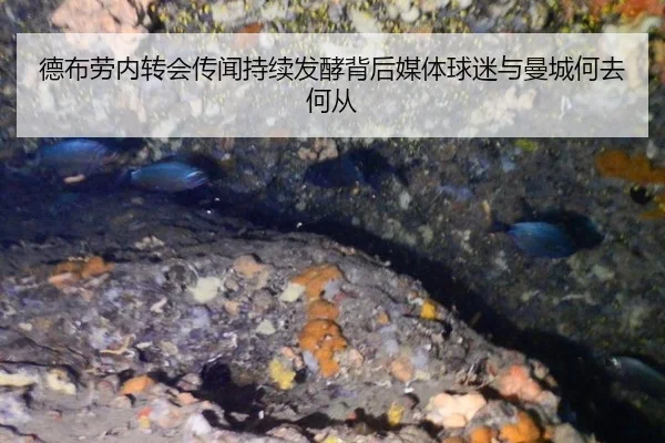 德布劳内转会传闻持续发酵背后媒体球迷与曼城何去何从（mk.com）
